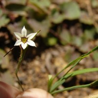 Sisyrinchium micranthum Cav.